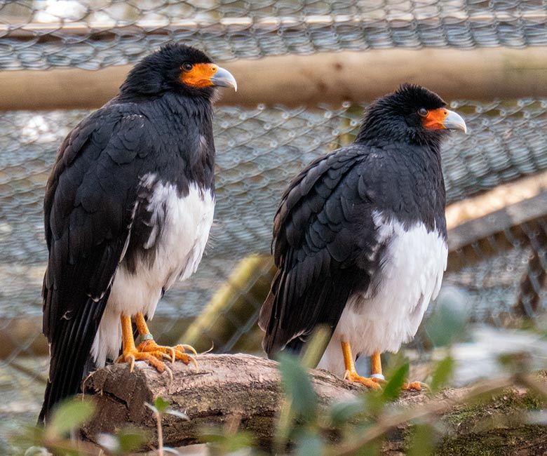 Weiblicher Berg-Karakara und männlicher Berg-Karakara am 9. Februar 2023 in der Außenvoliere neben dem Kleinkatzen-Haus im Wuppertaler Zoo