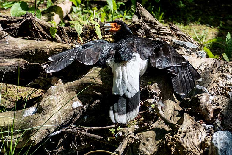 Weiblicher Berg-Karakara beim Sonnenbad am 30. Mai 2023 in der Außenvoliere neben dem Kleinkatzen-Haus im Grünen Zoo Wuppertal