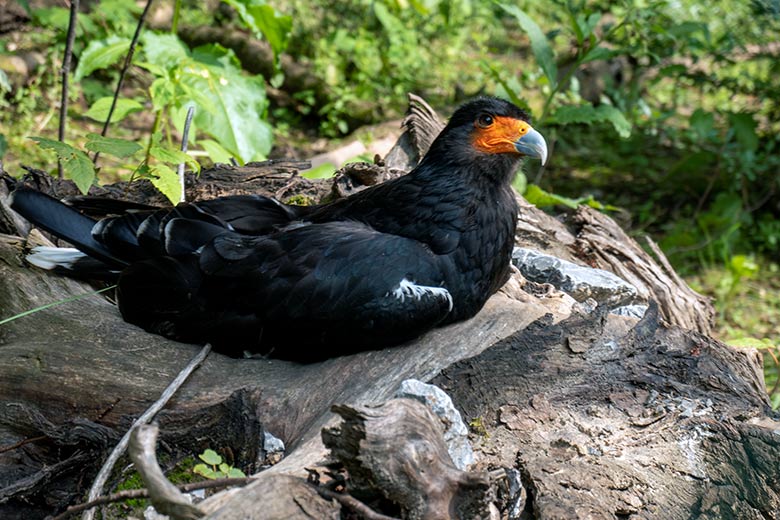 Weiblicher Berg-Karakara am 30. Juni 2023 in der Außenvoliere neben dem Kleinkatzen-Haus im Zoologischen Garten Wuppertal