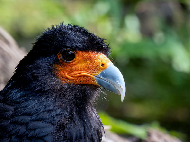 Weiblicher Berg-Karakara am 30. Juni 2023 in der Außenvoliere neben dem Kleinkatzen-Haus im Wuppertaler Zoo