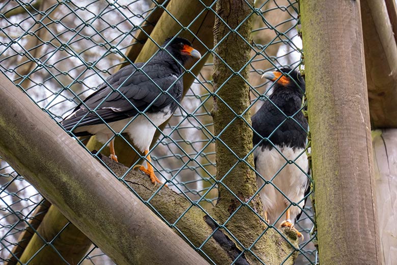 Männlicher Berg-Karakara und weiblicher Berg-Karakara am 4. Februar 2025 in dem rechten Teil der Außenvoliere neben dem Kleinkatzen-Haus im Grünen Zoo Wuppertal