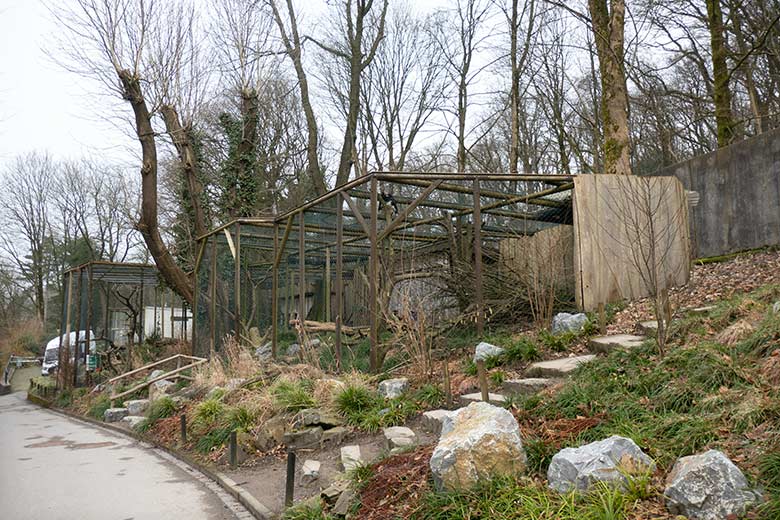 Männlicher Berg-Karakara und weiblicher Berg-Karakara am 4. Februar 2025 in dem rechten Teil der Außenvoliere neben dem Kleinkatzen-Haus im Wuppertaler Zoo