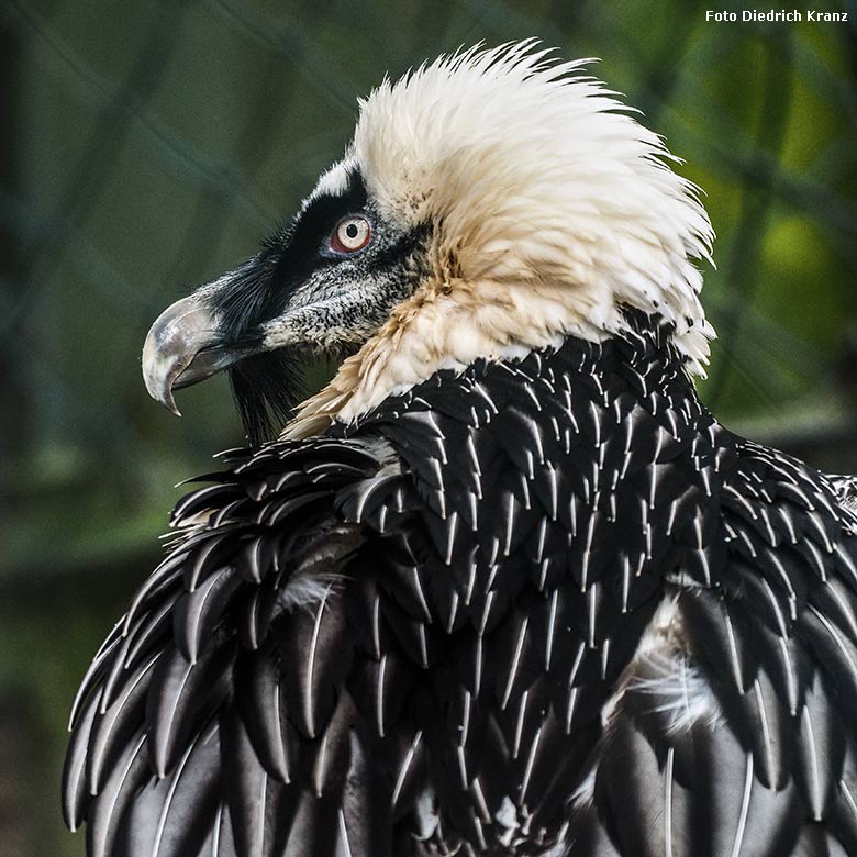 Weiblicher Bartgeier am 23. März 2016 im Grünen Zoo Wuppertal (Foto Diedrich Kranz)