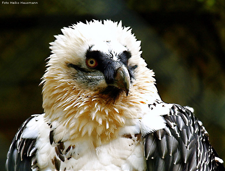 Bartgeier im Zoo Wuppertal  im Oktober 2008 (Foto Heiko Hausmann)