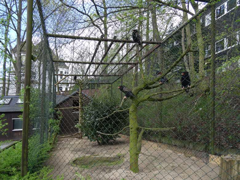 Gaukler am 15. April 2016 in der neuen Voliere am Okapihaus im Grünen Zoo Wuppertal