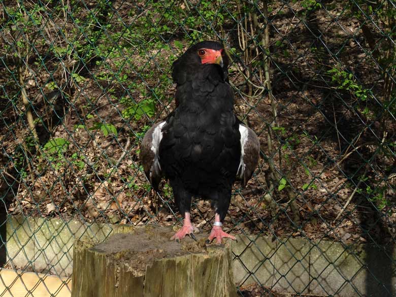 Gaukler am 15. April 2016 in der neuen Voliere am Okapihaus im Wuppertaler Zoo