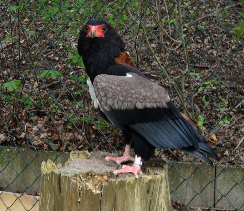 Gaukler am 15. April 2016 in der neuen Voliere am Okapihaus im Zoo Wuppertal