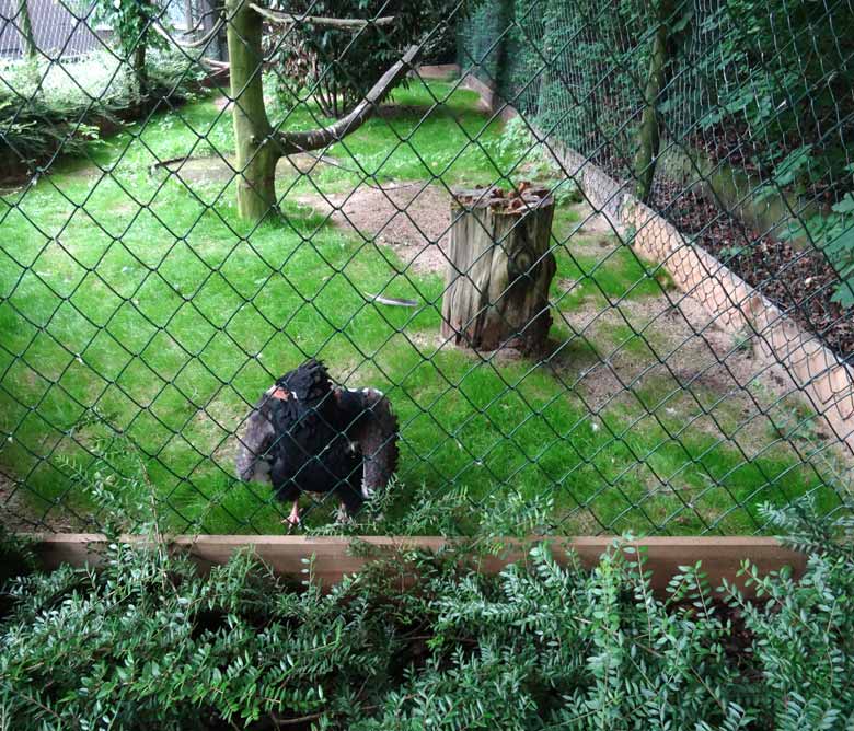 Voliere der Gaukler mit neuem Rasen am 4. Juni 2016 im Grünen Zoo Wuppertal