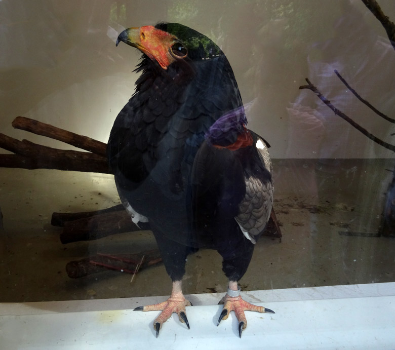 Gaukler am 13. August 2016 an der Glasscheibe im Greifvogelhaus im Zoo Wuppertal