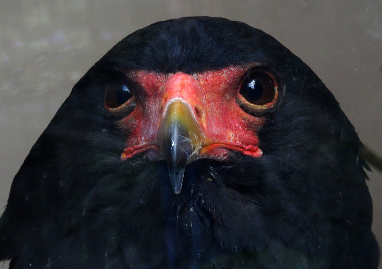 Gaukler am 13. August 2016 im Greifvogelhaus im Grünen Zoo Wuppertal