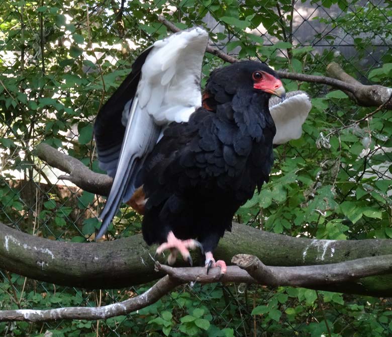 Gaukler am 8. September 2016 in der Voliere im Zoologischen Garten der Stadt Wuppertal