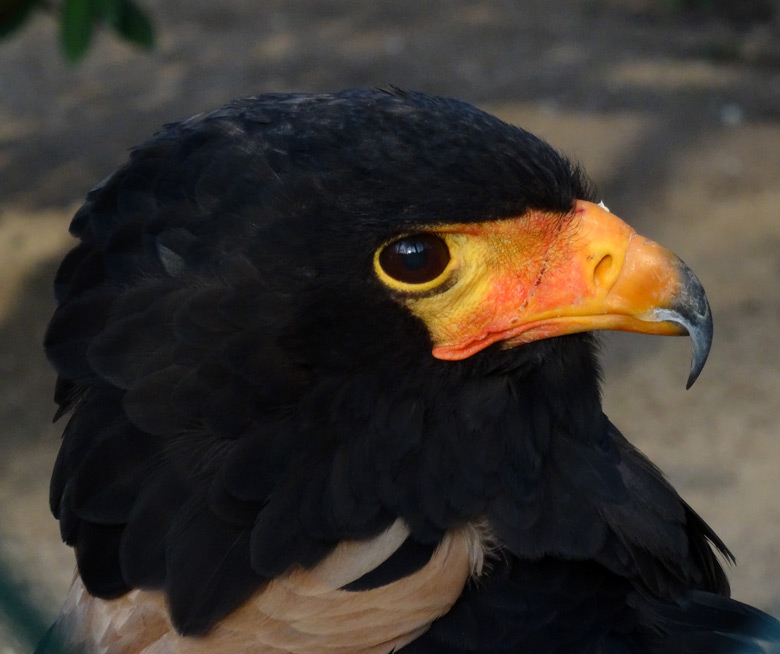 Neuer Gaukler-Mann am 17. Dezember 2016 in der Greifvogelvoliere im Zoologischen Garten der Stadt Wuppertal