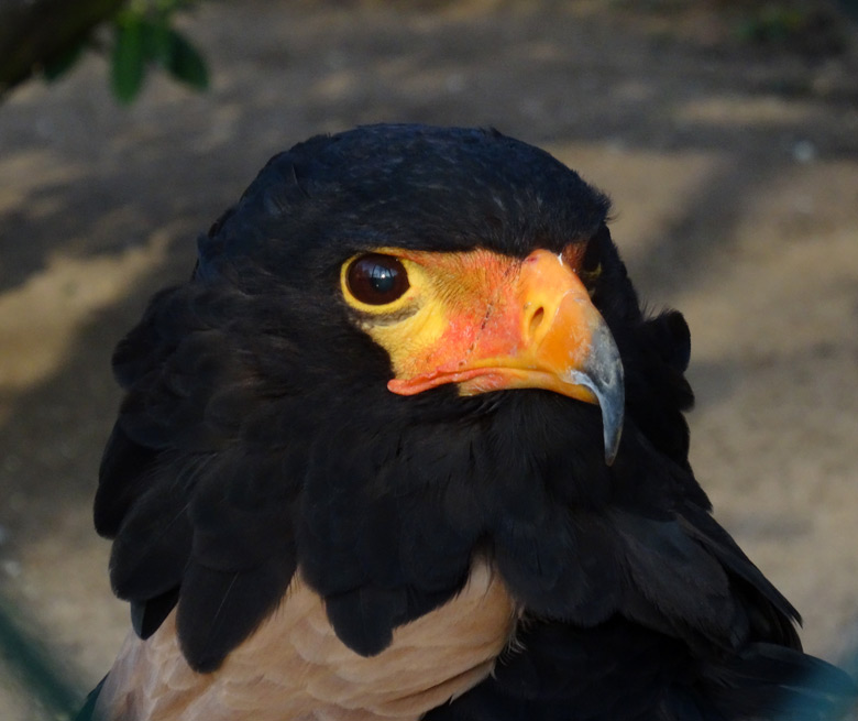 Neues Gaukler-Männchen am 17. Dezember 2016 in der Greifvogelvoliere im Wuppertaler Zoo