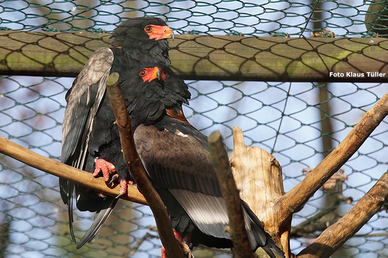 Zwei Gaukler am 14. November 2018 in der Greifvogelvoliere im Grünen Zoo Wuppertal (Foto Klaus Tüller)