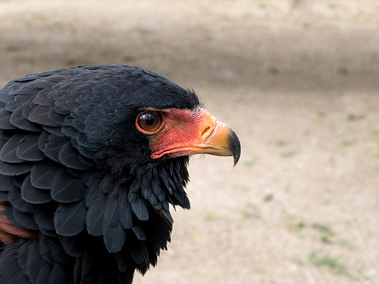 Gaukler-Weibchen am 12. April 2019 in der Greifvogelvoliere im Zoologischen Garten Wuppertal