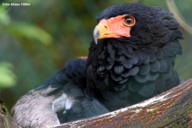 Gaukler am 25. Oktober 2019 in der Greifvogel-Voliere im Zoo Wuppertal (Foto Klaus Tüller)