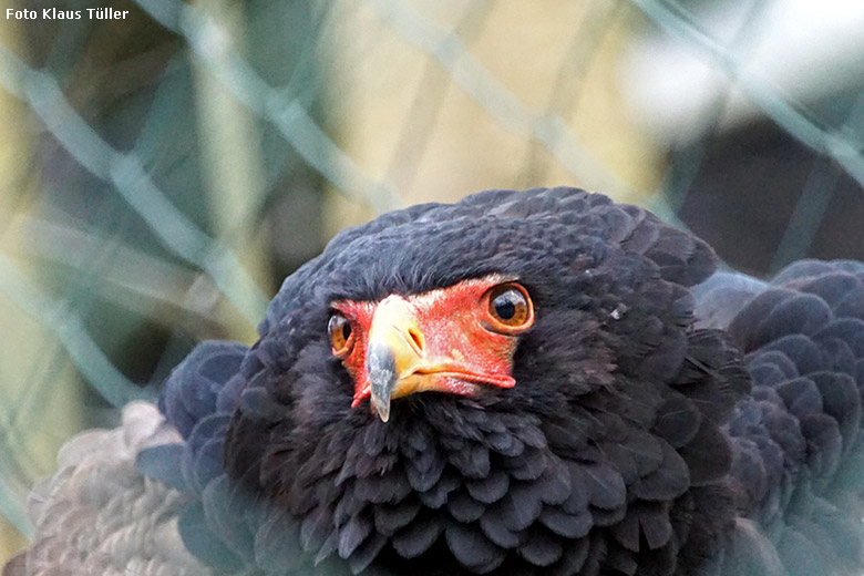 Gaukler am 22. Februar 2020 in der Greifvogel-Voliere im Grünen Zoo Wuppertal (Foto Klaus Tüller)