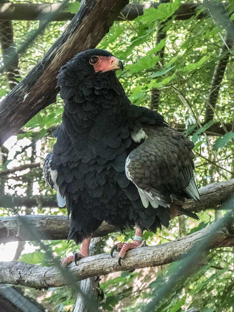 Gaukler-Weibchen ISIS am 28. Mai 2020 in der Greifvogel-Voliere im Wuppertaler Zoo