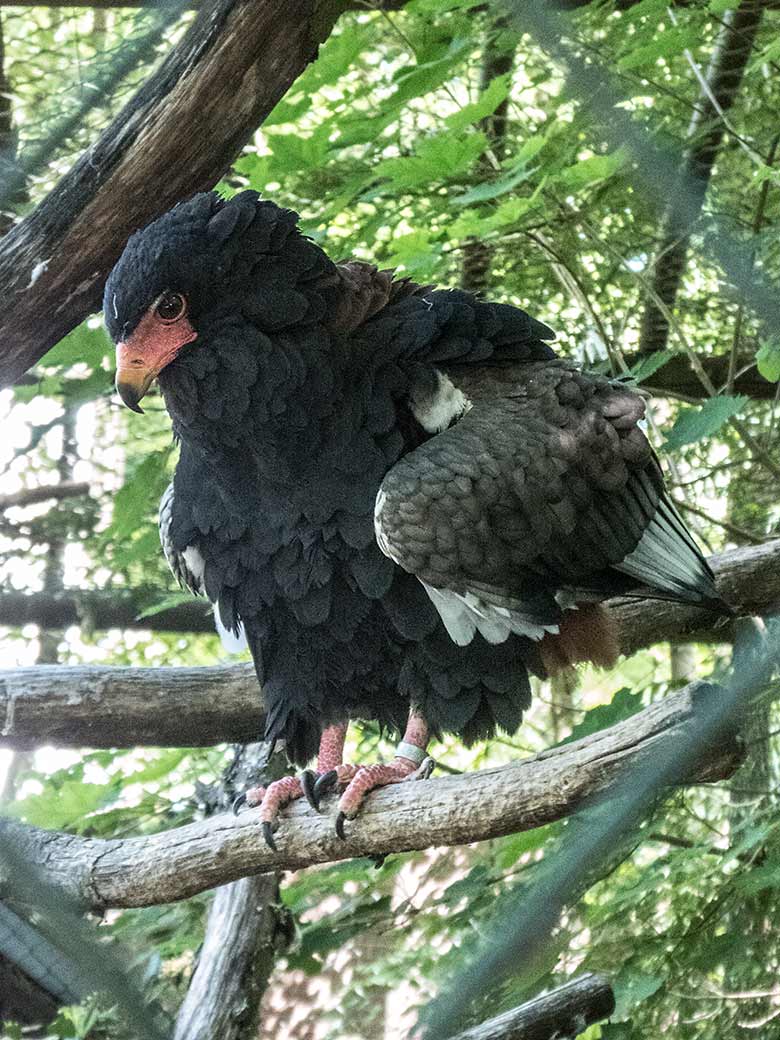 Gaukler-Weibchen ISIS am 28. Mai 2020 in der Greifvogel-Voliere im Zoologischen Garten der Stadt Wuppertal