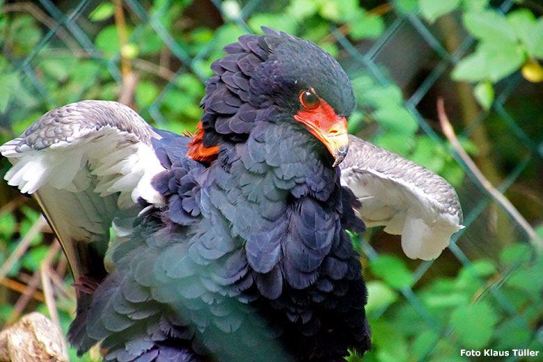 Gaukler-Weibchen ISIS am 29. Juni 2020 in der Greifvogel-Voliere im Grünen Zoo Wuppertal (Foto Klaus Tüller)