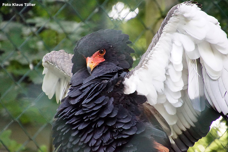 Gaukler-Weibchen ISIS am 18. Juli 2020 in der Greifvogel-Voliere in der Nähe der Okapis im Wuppertaler Zoo (Foto Klaus Tüller)