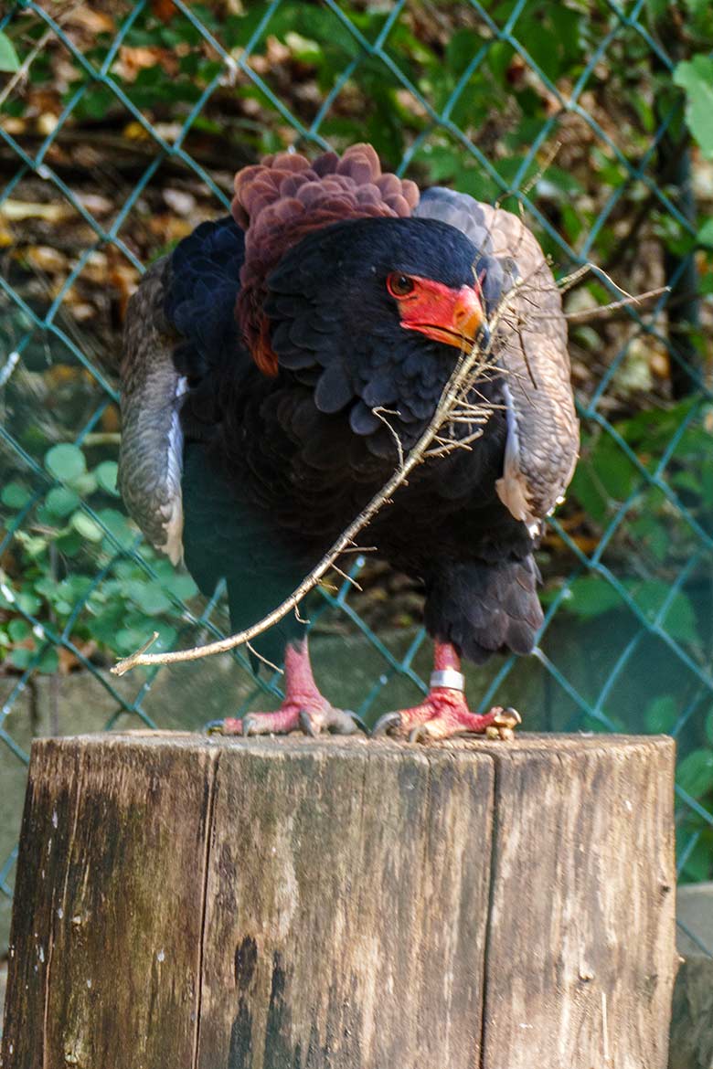 Gaukler-Weibchen ISIS am 16. September 2020 in der Greifvogel-Voliere im Grünen Zoo Wuppertal