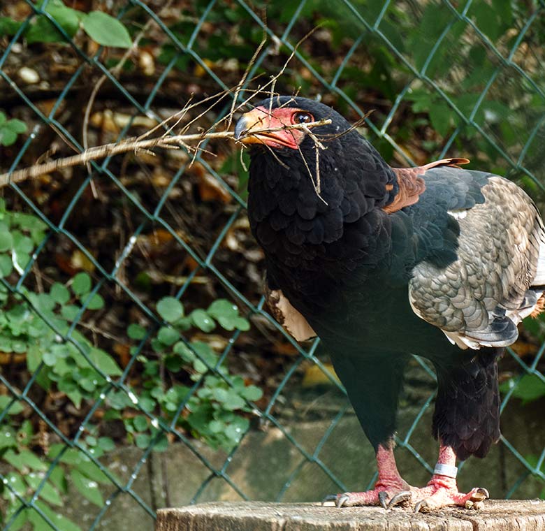 Gaukler-Weibchen ISIS am 16. September 2020 in der Greifvogel-Voliere im Wuppertaler Zoo