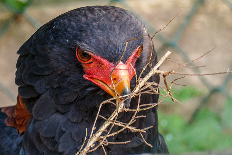 Gaukler-Weibchen ISIS am 16. September 2020 in der Greifvogel-Voliere im Grünen Zoo Wuppertal