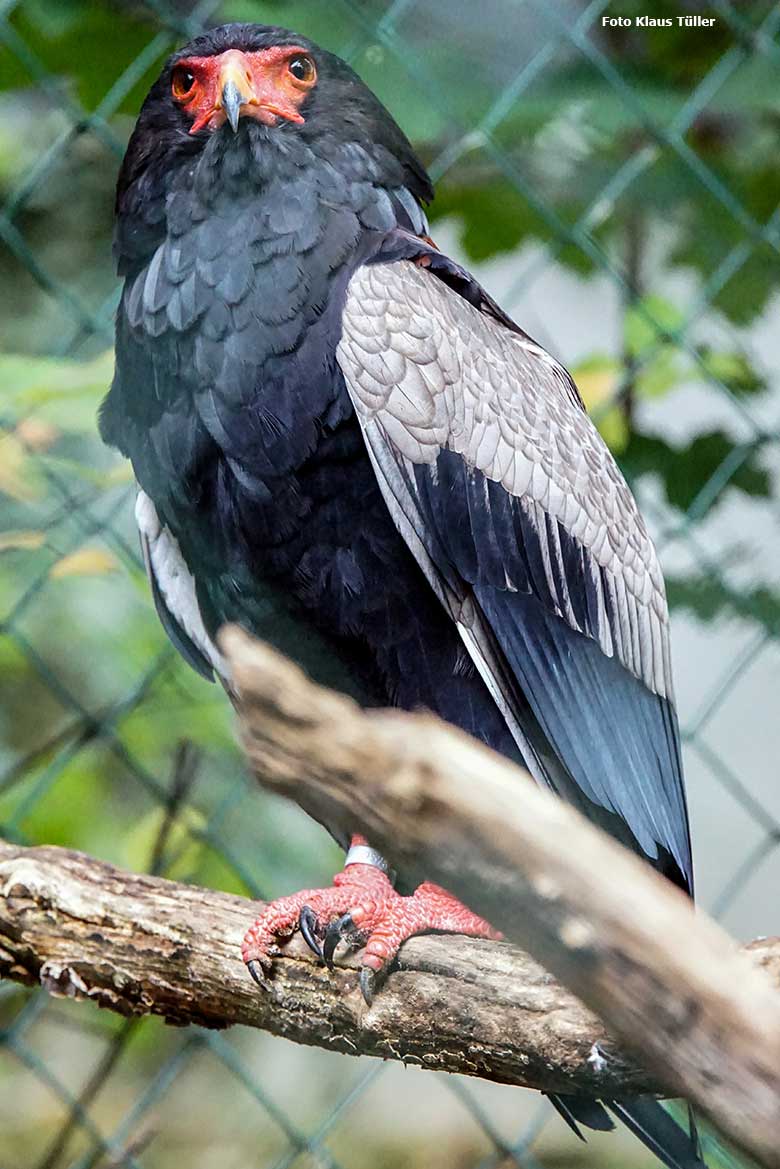 Gaukler am 30. September 2020 in der Greifvogel-Voliere im Zoologischen Garten der Stadt Wuppertal (Foto Klaus Tüller)