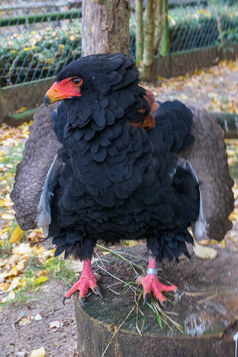 Gaukler-Weibchen ISIS am 27. Oktober 2020 in der Greifvogel-Voliere im Zooogischen Garten Wuppertal