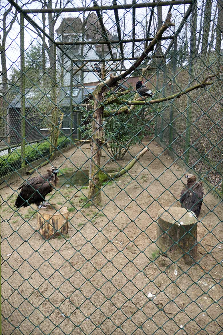Mönchsgeier und Gaukler am 22. März 2021 zusammen in der rechten Außenvoliere am Greifvogel-Haus im Grünen Zoo Wuppertal