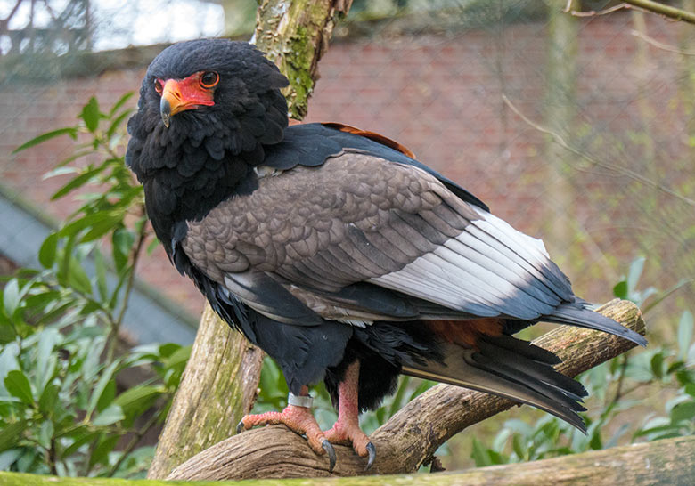 Gaukler-Weibchen ISIS am 22. März 2021 in der rechten Außenvoliere am Greifvogel-Haus im Wuppertaler Zoo