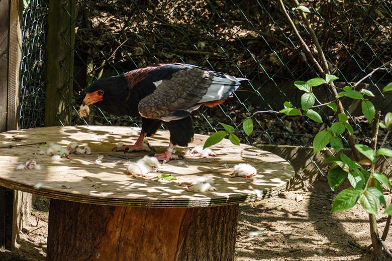 Gaukler-Weibchen ISIS mit Futter-Küken am 9. Mai 2021 in der rechten Greifvogel-Voliere im Grünen Zoo Wuppertal