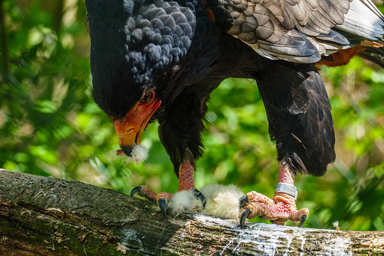 Gaukler-Weibchen ISIS mit Futter-Küken am 9. Mai 2021 in der rechten Greifvogel-Voliere im Wuppertaler Zoo