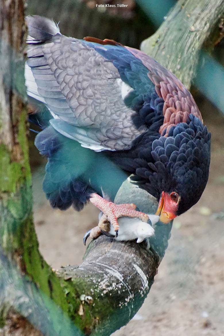 Gaukler-Weibchen ISIS mit Futter-Maus am 7. Juli 2021 in der Außenvoliere am Greifvogel-Haus im Grünen Zoo Wuppertal (Foto Klaus Tüller)