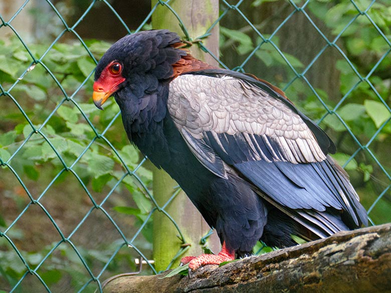 Männlicher Gaukler am 20. August 2021 in der rechten Außenvoliere am Greifvogel-Haus im Grünen Zoo Wuppertal