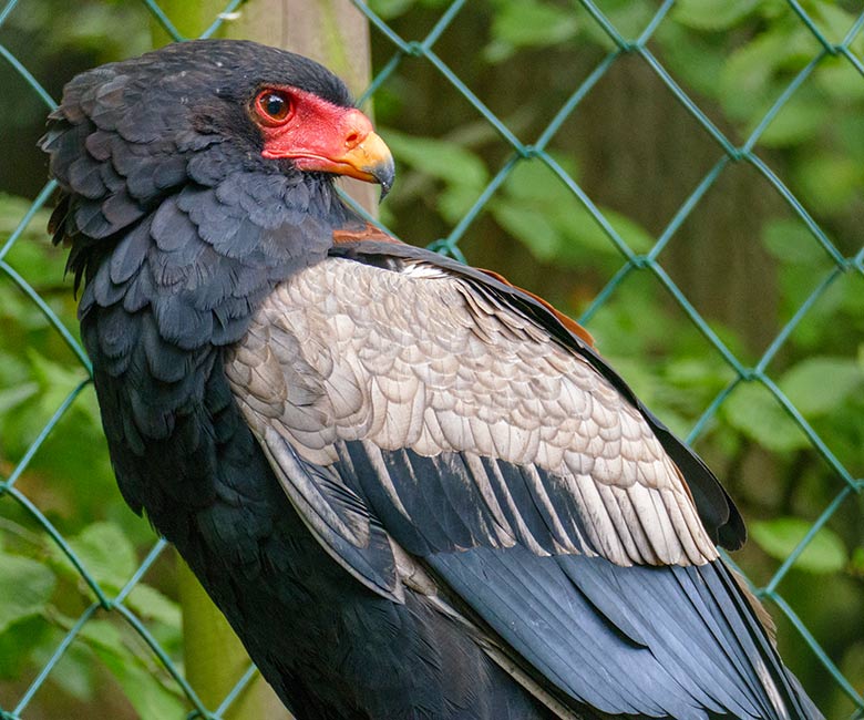 Männlicher Gaukler am 20. August 2021 in der rechten Außenvoliere am Greifvogel-Haus im Zoologischen Garten Wuppertal