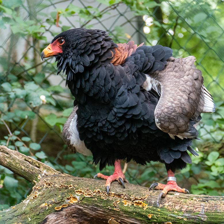 Weiblicher Gaukler ISIS am 20. August 2021 in der rechten Außenvoliere am Greifvogel-Haus im Zoo Wuppertal