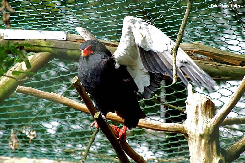 Männlicher Gaukler am 16. September 2021 in der Greifvogel-Voliere im Grünen Zoo Wuppertal (Foto Klaus Tüller)