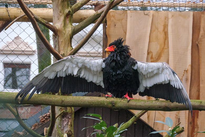 Männlicher Gaukler am 13. Dezember 2021 in der rechten Außenvoliere am Greifvogel-Haus im Wuppertaler Zoo