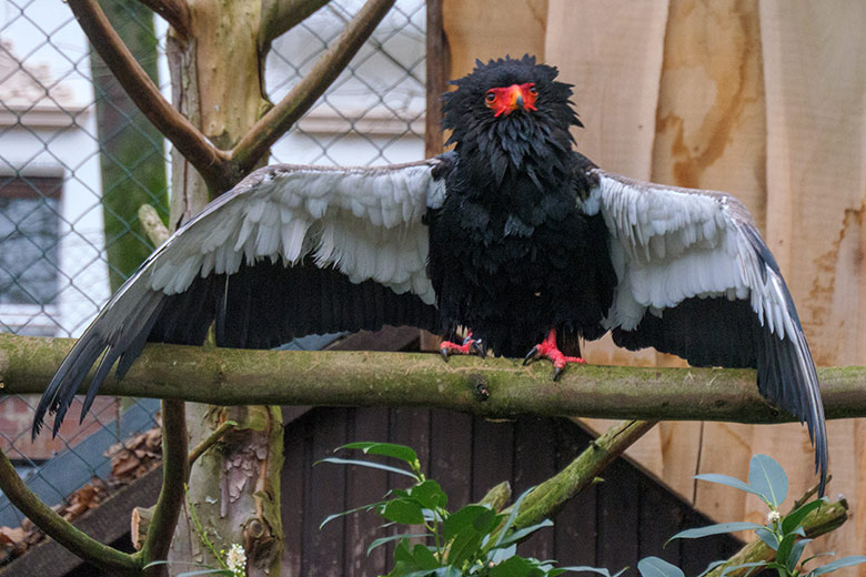 Männlicher Gaukler am 13. Dezember 2021 in der rechten Außenvoliere am Greifvogel-Haus im Zoologischen Garten Wuppertal