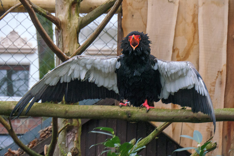 Männlicher Gaukler am 13. Dezember 2021 in der rechten Außenvoliere am Greifvogel-Haus im Wuppertaler Zoo