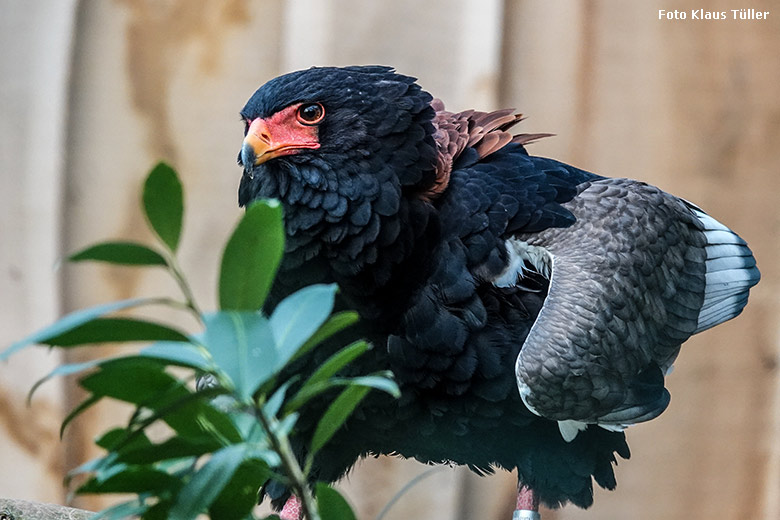 Weiblicher Gaukler ISIS am 1. Januar 2022 in der rechten Außenvoliere am Greifvogel-Haus im Zoo Wuppertal (Foto Klaus Tüller)