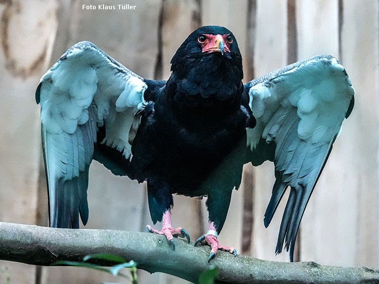 Weiblicher Gaukler ISIS am 2. Januar 2022 in der rechten Außenvoliere am Greifvogel-Haus im Grünen Zoo Wuppertal (Foto Klaus Tüller)