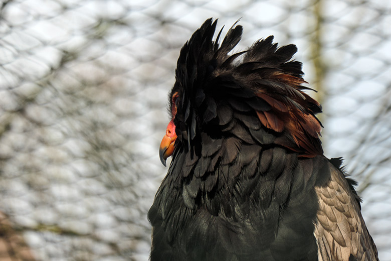 Männlicher Gaukler am 28. Januar 2022 in der rechten Außenvoliere am Greifvogel-Haus im Grünen Zoo Wuppertal