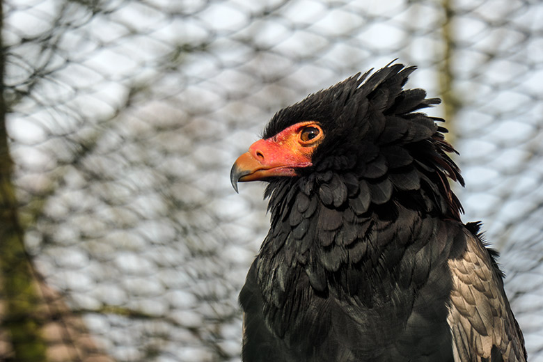 Männlicher Gaukler am 28. Januar 2022 in der rechten Außenvoliere am Greifvogel-Haus im Zoologischen Garten der Stadt Wuppertal