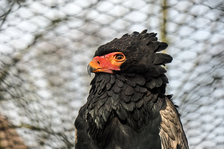 Männlicher Gaukler am 28. Januar 2022 in der rechten Außenvoliere am Greifvogel-Haus im Wuppertaler Zoo