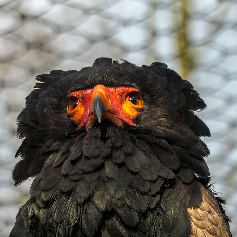 Männlicher Gaukler am 28. Januar 2022 in der rechten Außenvoliere am Greifvogel-Haus im Zoo Wuppertal