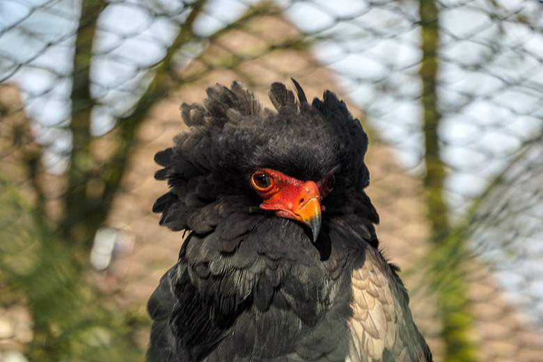 Männlicher Gaukler am 28. Januar 2022 in der rechten Außenvoliere am Greifvogel-Haus im Zoologischen Garten Wuppertal