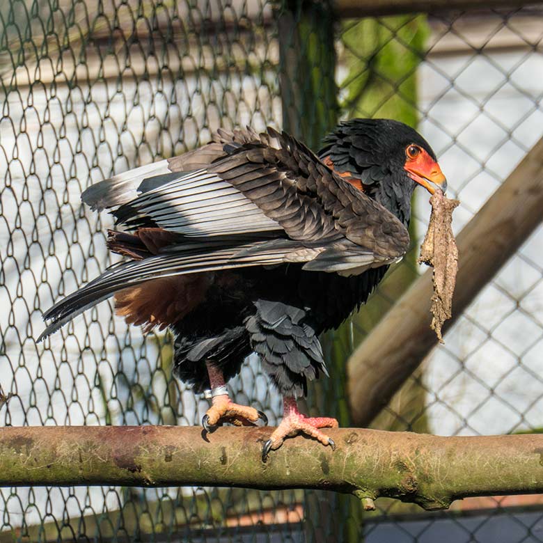 Weiblicher Gaukler ISIS am 2. Februar 2022 in der rechten Außenvoliere am Greifvogel-Haus im Grünen Zoo Wuppertal